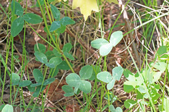 Trifolium kingii