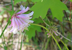 Trifolium kingii