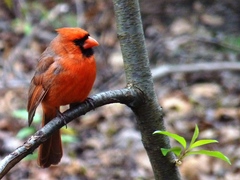 Cardinalis cardinalis