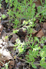 Veronica biloba