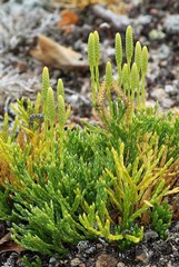 Diphasiastrum alpinum