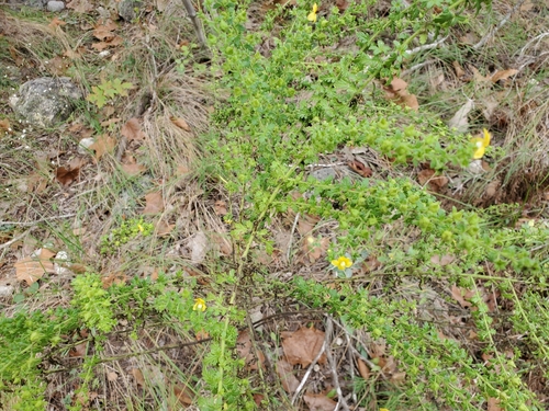 Image of Seymeria texana by (c) Tom Field, some rights reserved (CC BY)