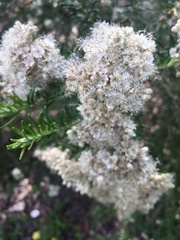 Cassinia laevis