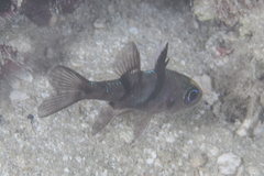 Pristicon trimaculatus