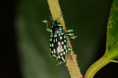 Lordops schoenherri
