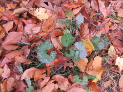 Erysiphe cruciferarum