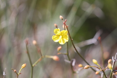 Hibbertia conspicua