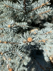 Picea pungens