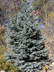 Picea pungens