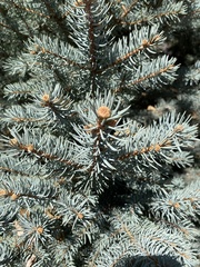 Picea pungens