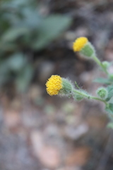 Arnica discoidea