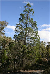 Callitris endlicheri