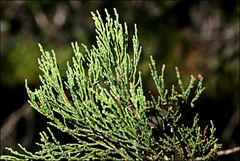 Callitris endlicheri