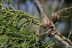 Callitris endlicheri