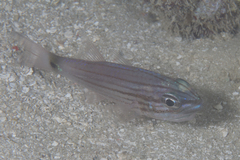 Cheilodipterus artus