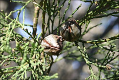 Callitris endlicheri