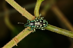 Lordops schoenherri