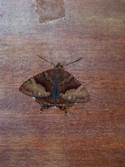 Coronidia leachi