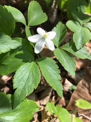 Anemonoides quinquefolia