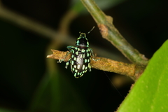 Lordops schoenherri