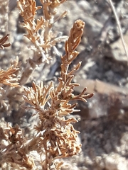 Artemisia pygmaea