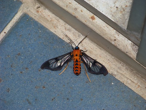 Sarosa helotes