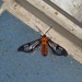 Sarosa helotes - Photo (c) Lepidoptera Colombiana 🇨🇴,  זכויות יוצרים חלקיות (CC BY-NC), הועלה על ידי Lepidoptera Colombiana 🇨🇴