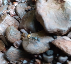 Polyrhachis militaris