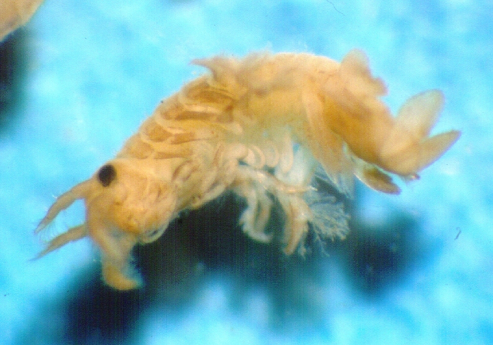 Cheluroidea
