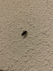 Rhyparochromus vulgaris