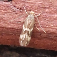 Oinophila v-flava