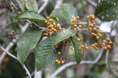 Davilla