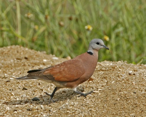 Red Collared-dove