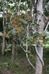 Davilla