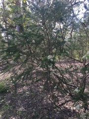 Cassinia laevis