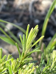 Hibbertia stricta furcatula