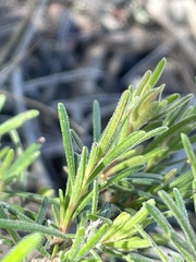 Hibbertia stricta furcatula