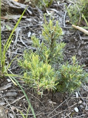 Hibbertia stricta furcatula