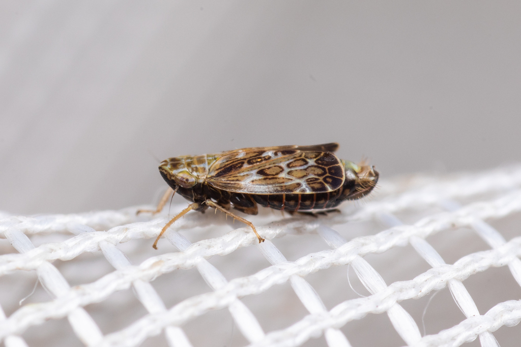 Errastunus sobrinus