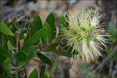 Melaleuca pallida