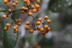Davilla
