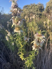 Monarda maritima
