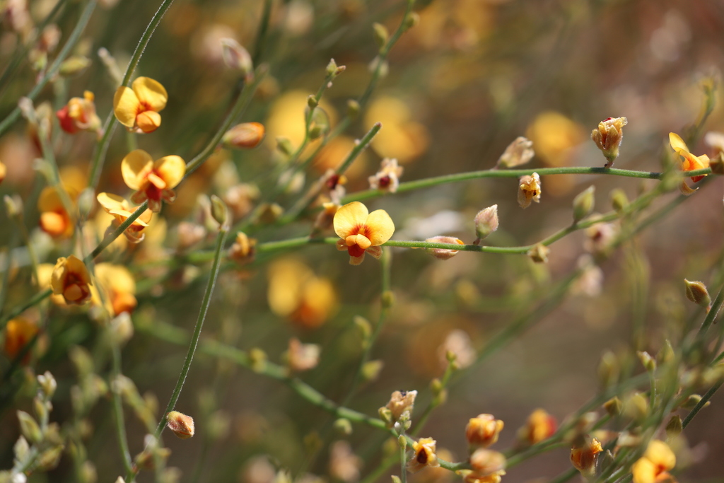 Jacksonia arenicola