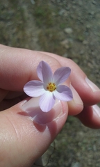Leptosiphon grandiflorus
