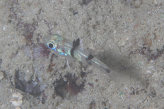Pristicon trimaculatus