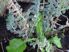 Astrolepis integerrima