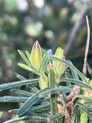 Hibbertia stricta furcatula