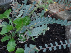 Astrolepis integerrima