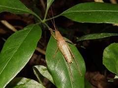 Austrosalomona