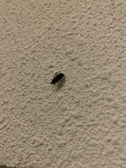 Rhyparochromus vulgaris